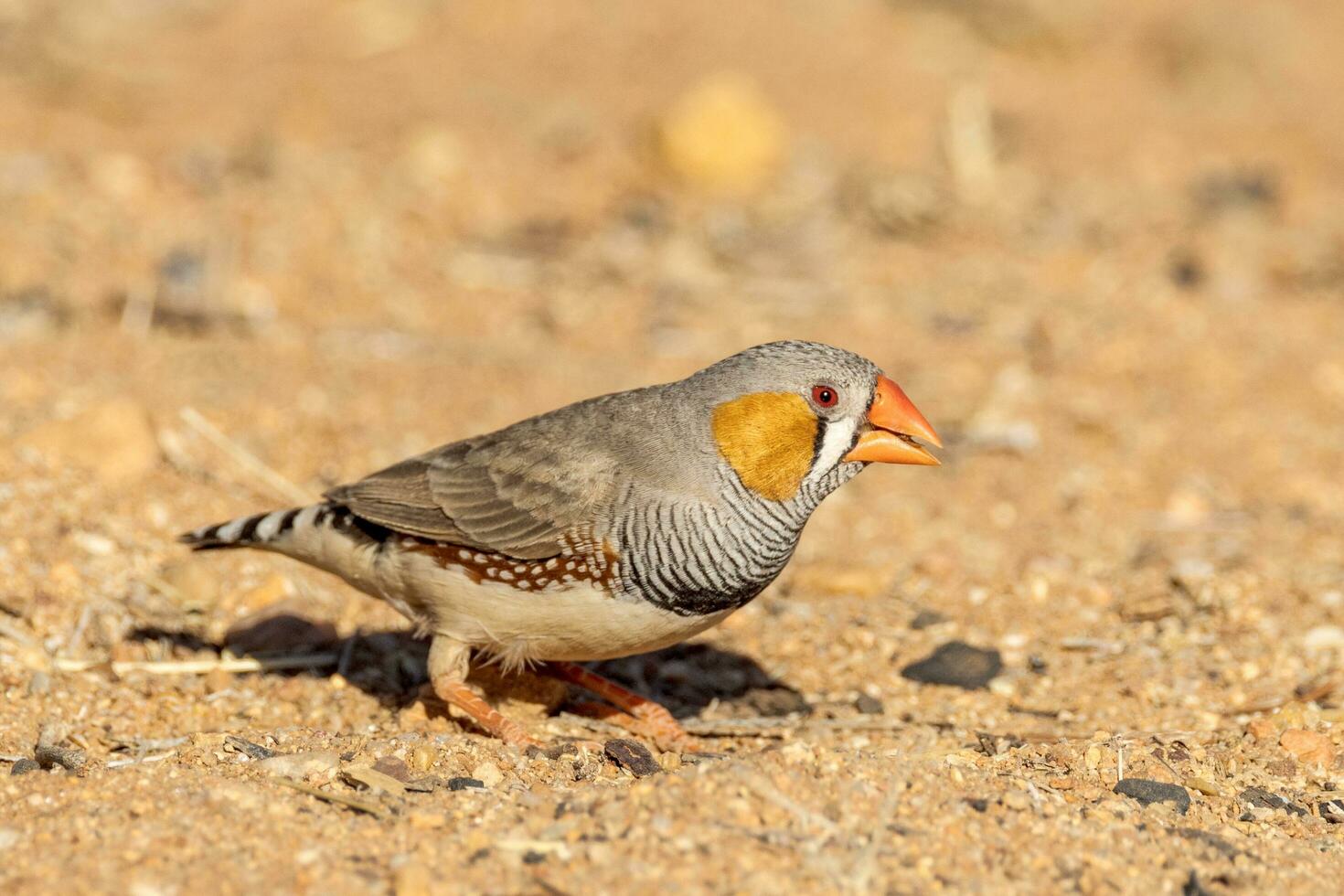 Zebra Finch wild in Australia photo