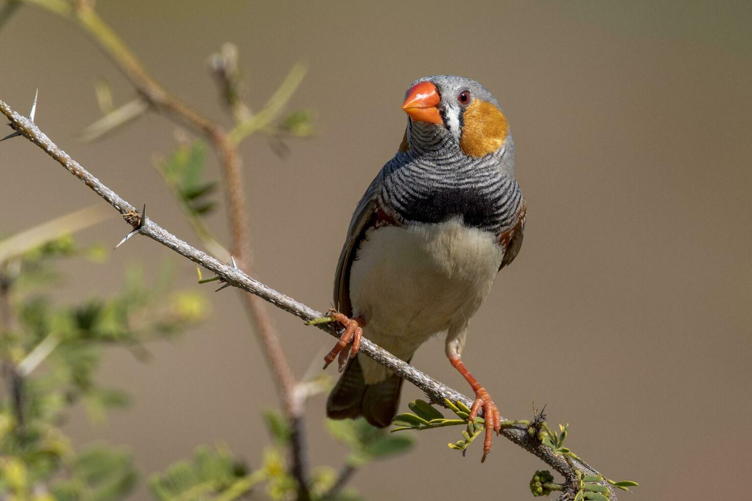 Zebra Finch wild in Australia photo