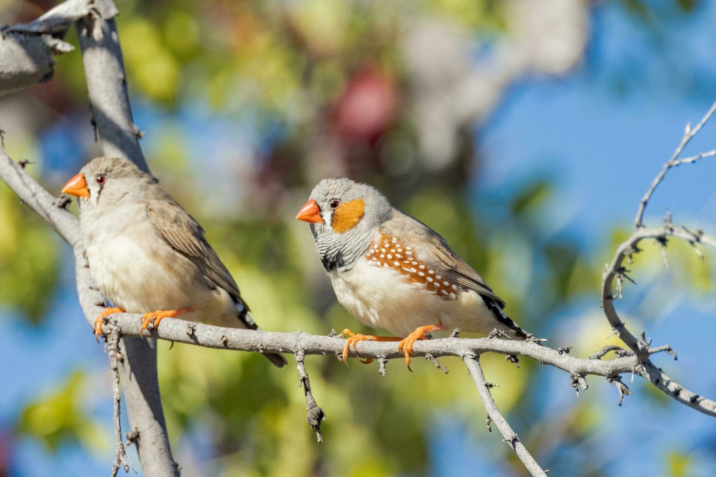 Zebra Finch wild in Australia photo