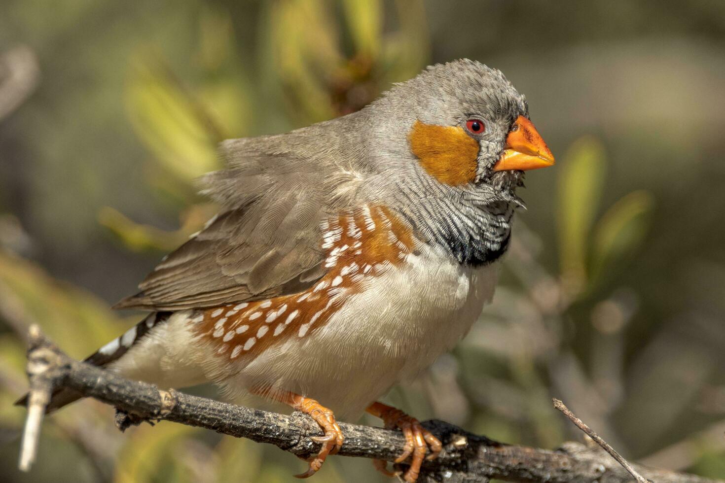 Zebra Finch wild in Australia photo
