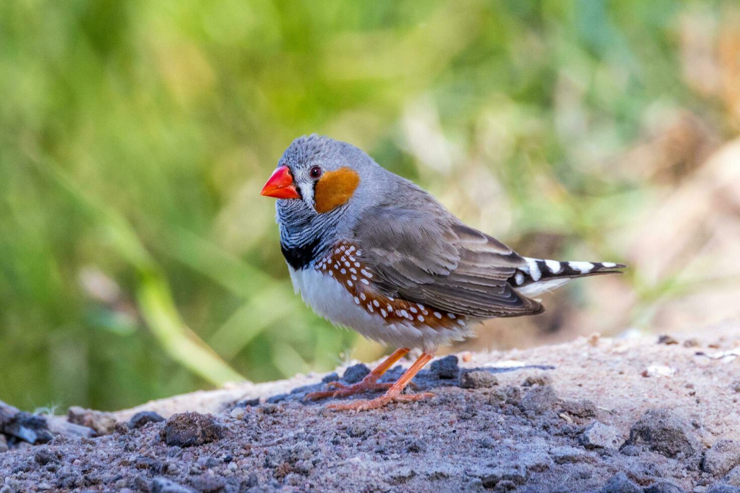 Zebra Finch wild in Australia photo