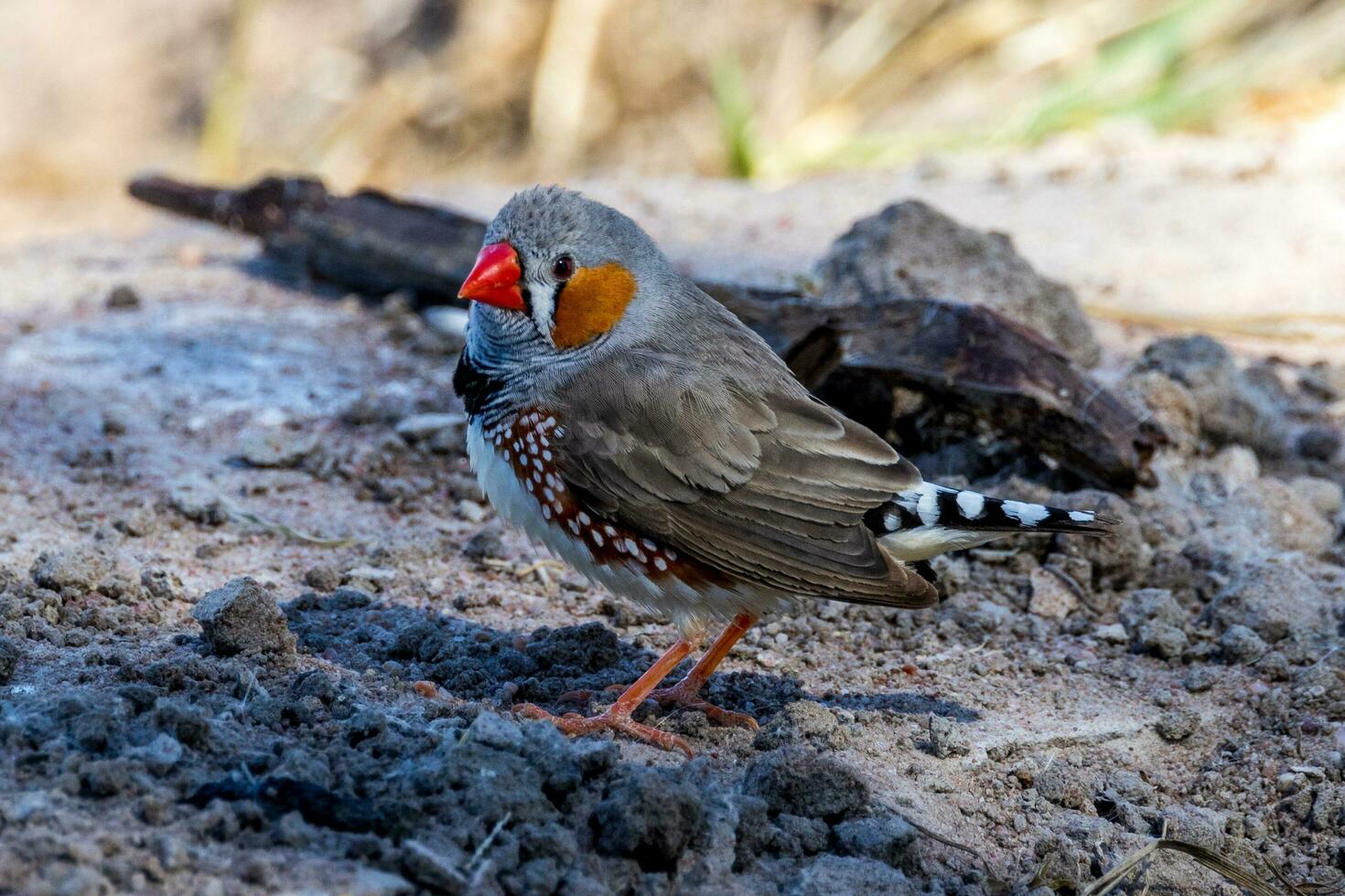 Zebra Finch wild in Australia photo