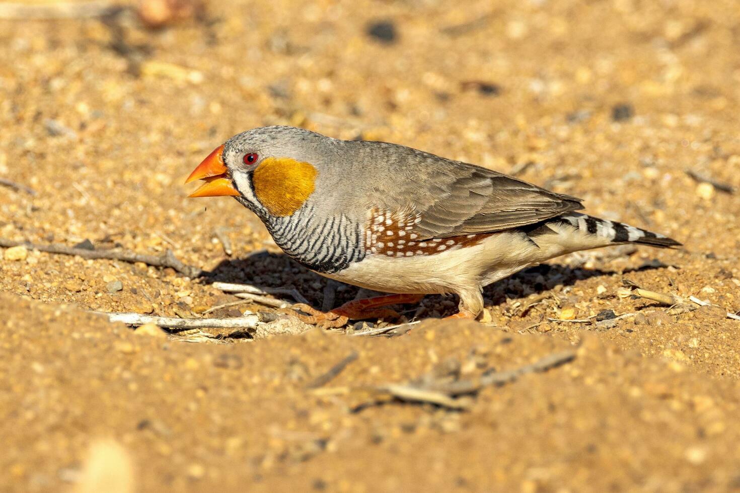 Zebra Finch wild in Australia photo