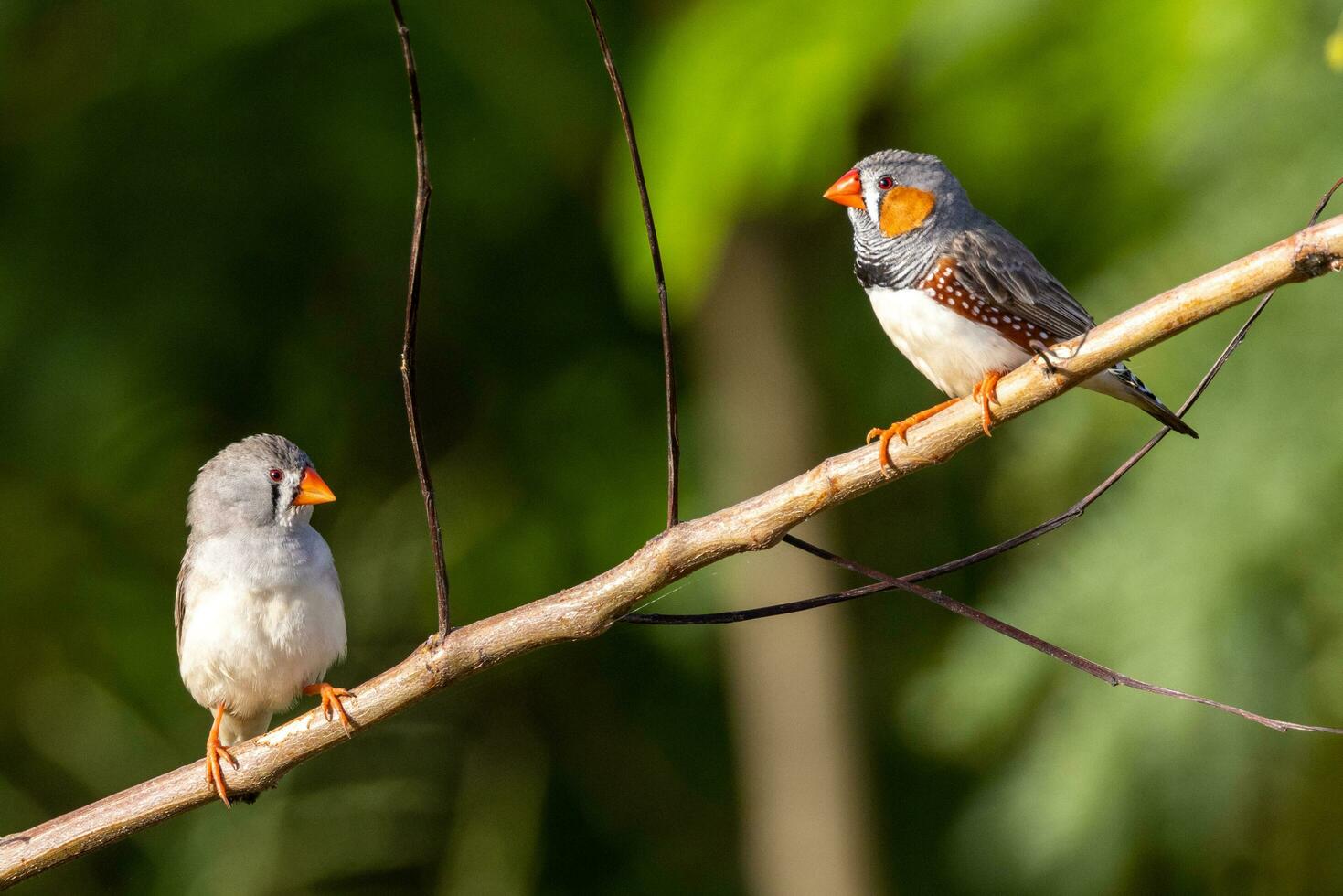 Zebra Finch wild in Australia photo