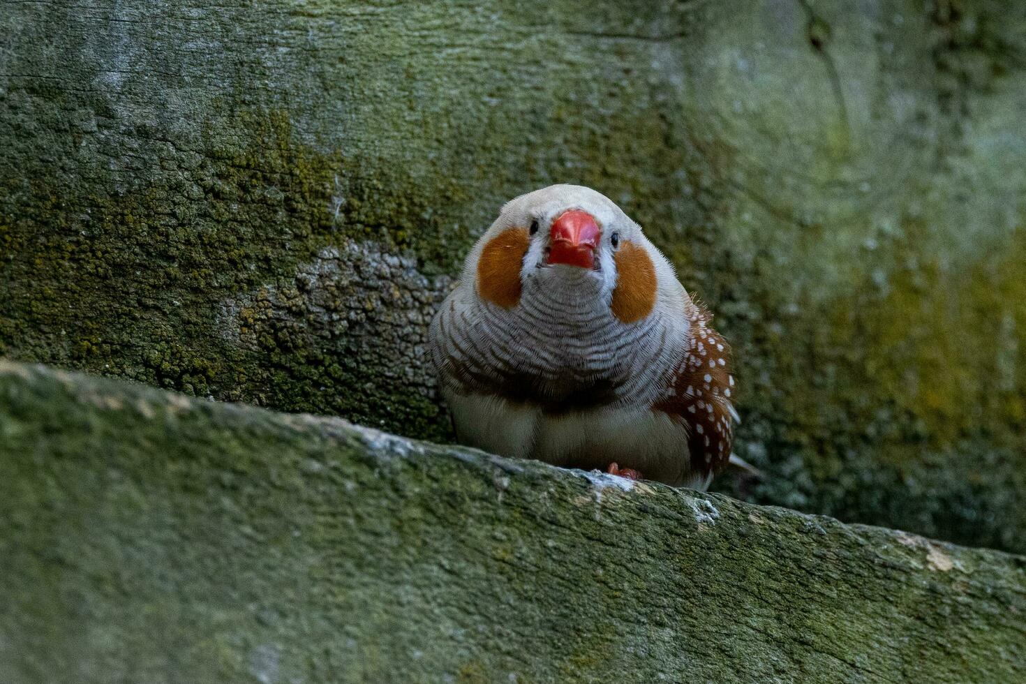 Zebra Finch wild in Australia photo
