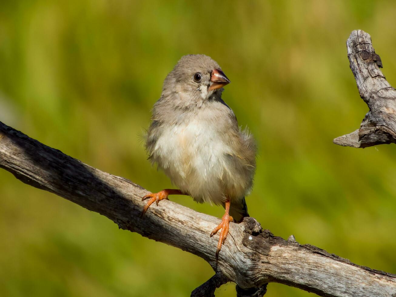 Zebra Finch wild in Australia photo
