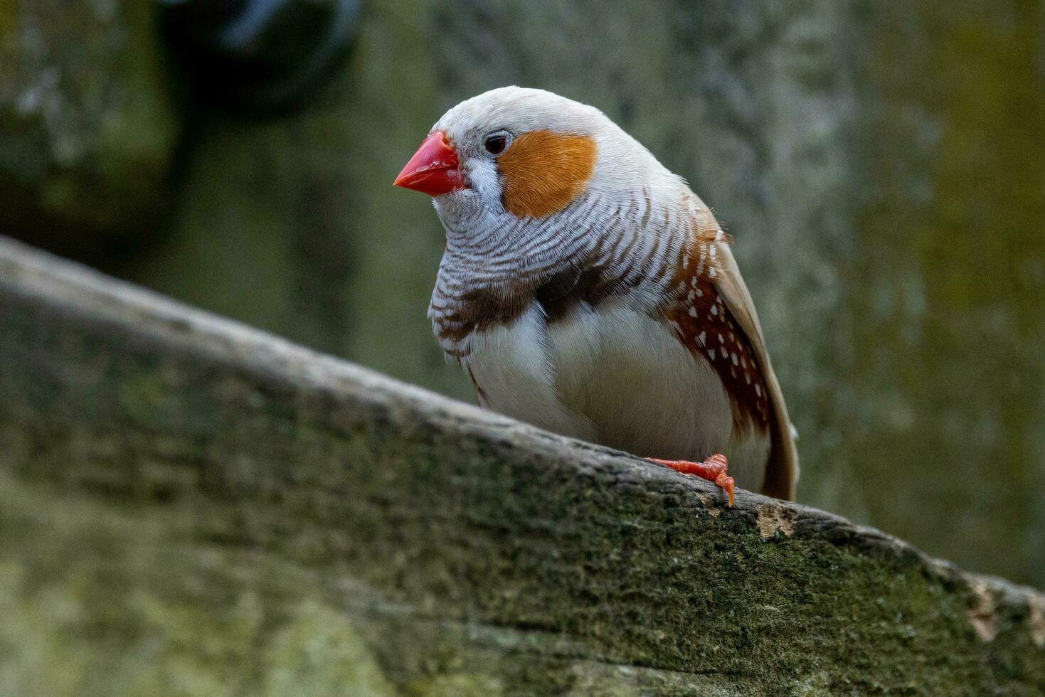 Zebra Finch wild in Australia photo