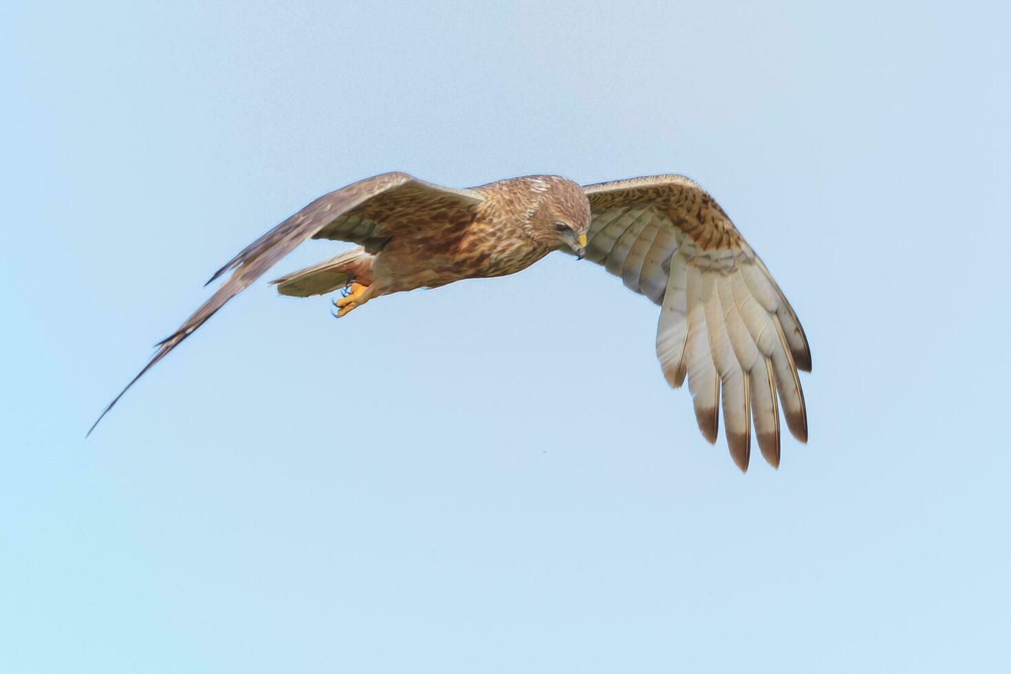 Australasian Harrier in New Zealand photo