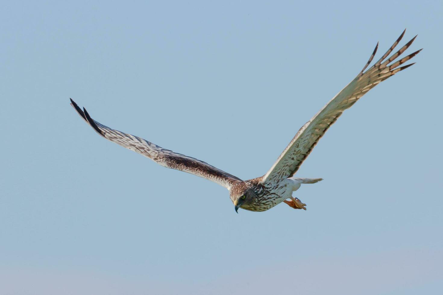Australasian Harrier in New Zealand photo