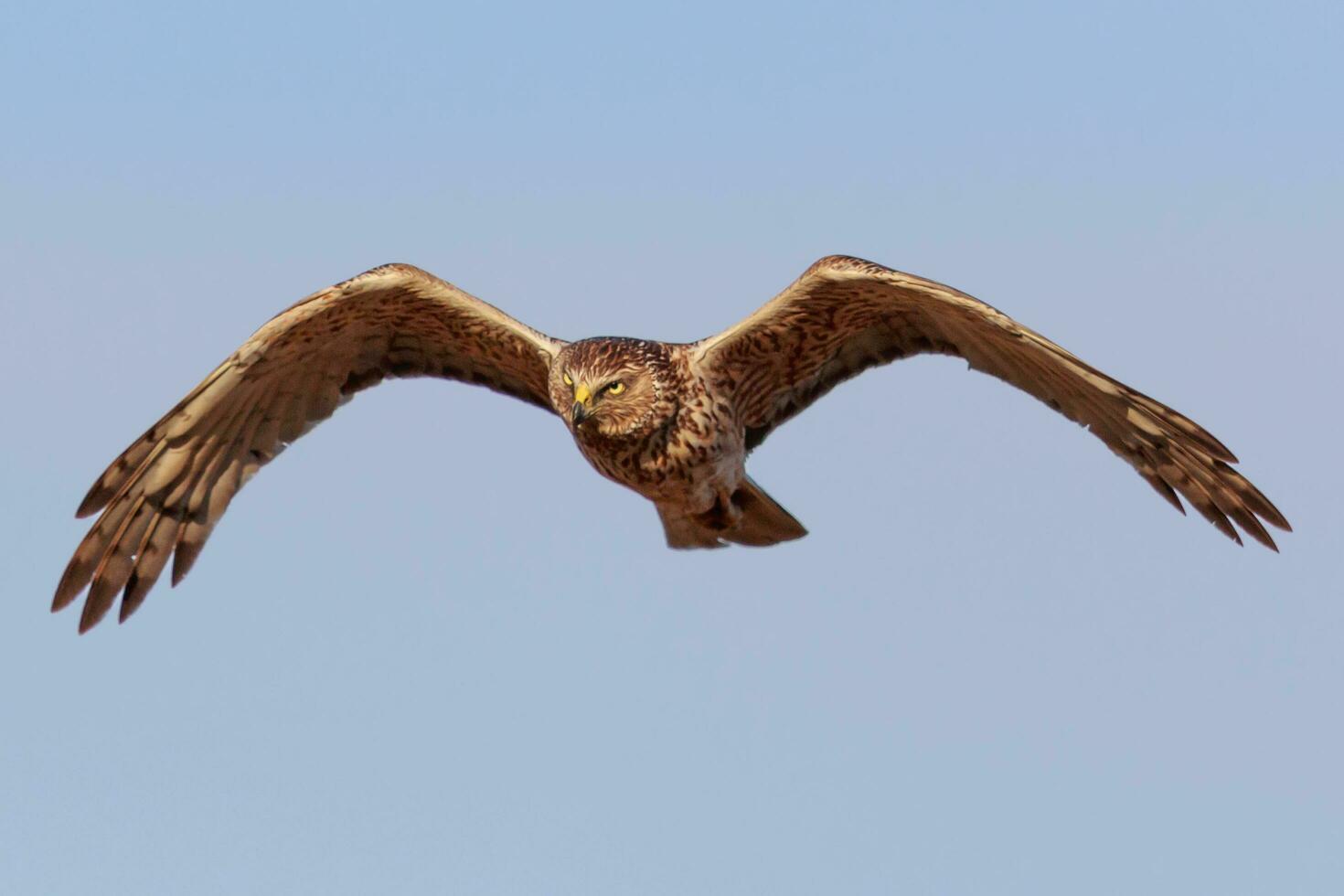 Australasian Harrier in New Zealand photo