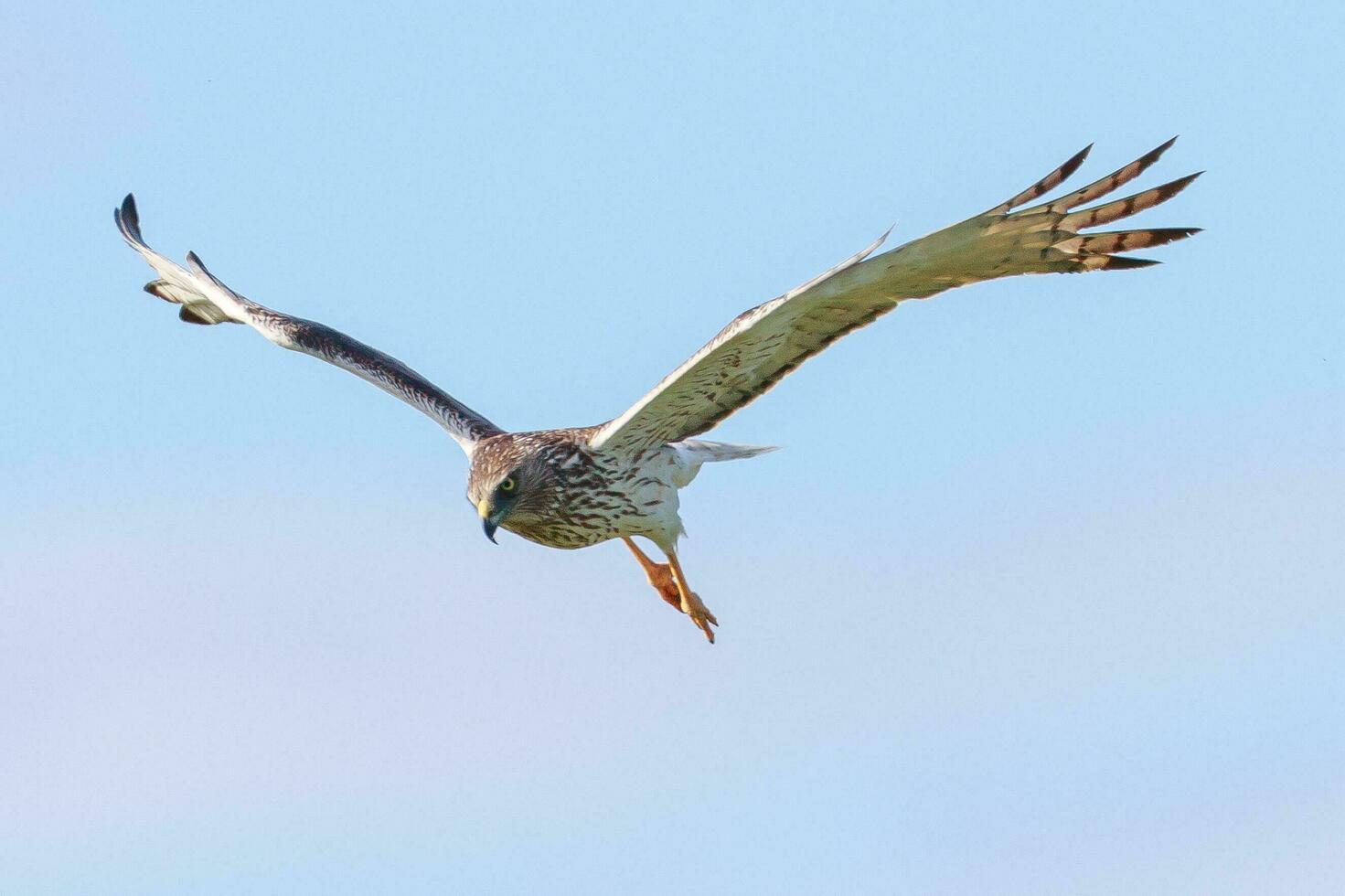 Australasian Harrier in New Zealand photo