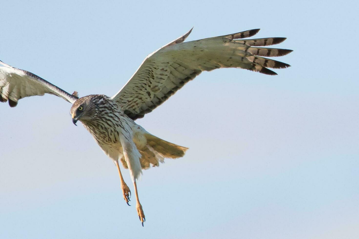 Australasian Harrier in New Zealand photo