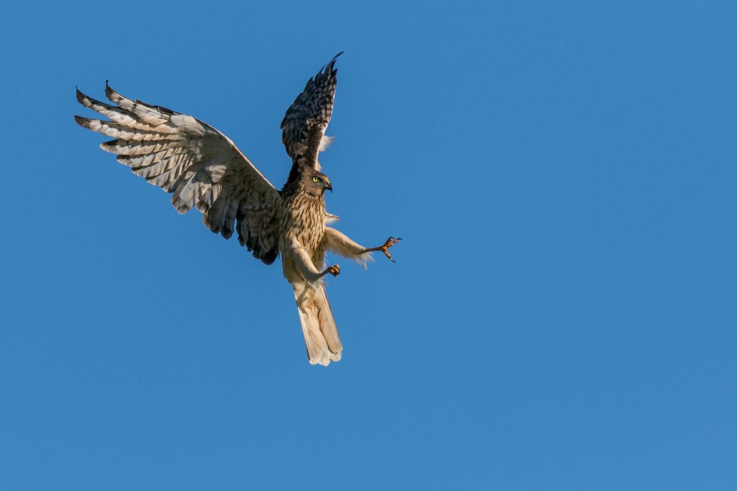 Australasian Harrier in New Zealand photo
