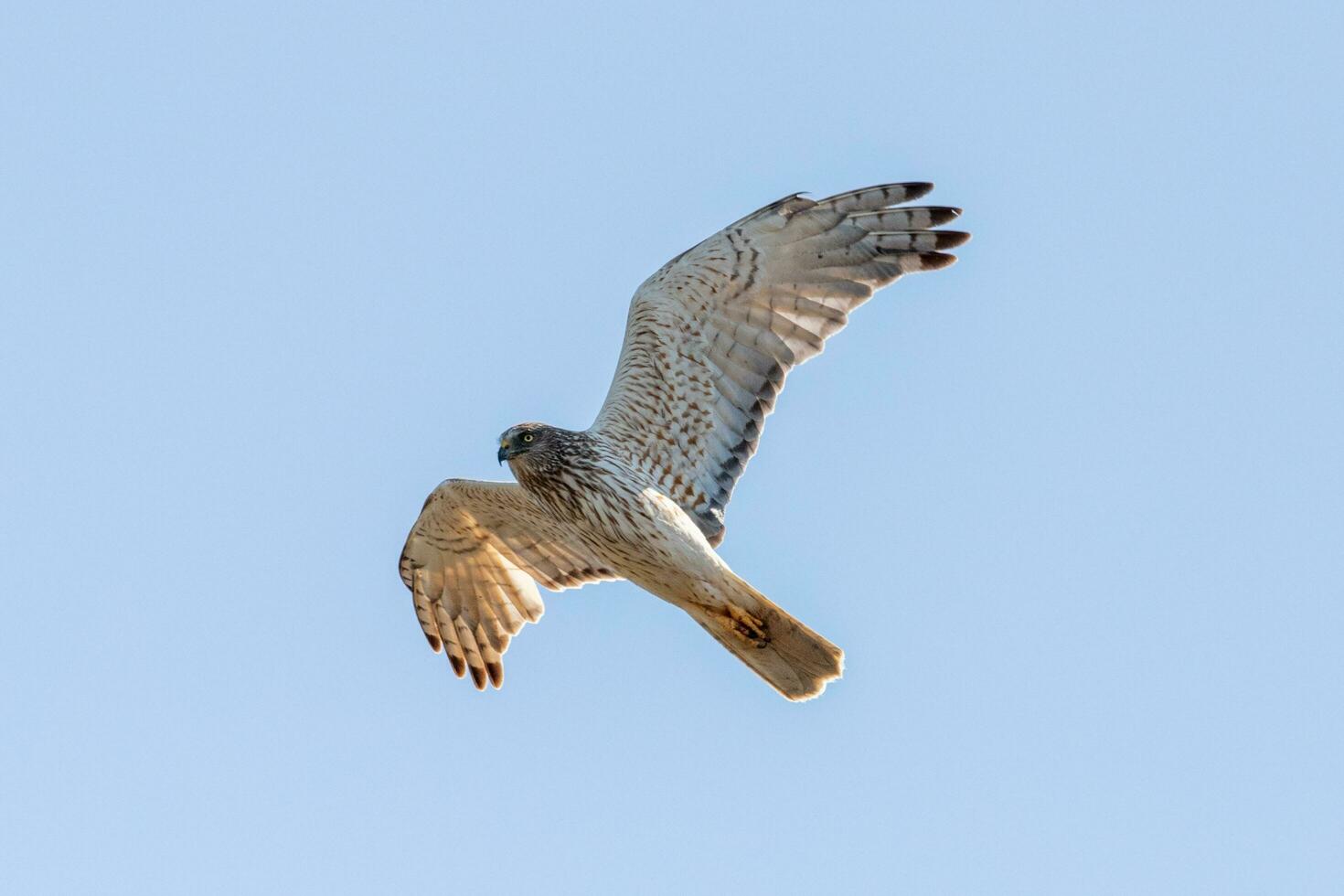Australasian Harrier in New Zealand photo