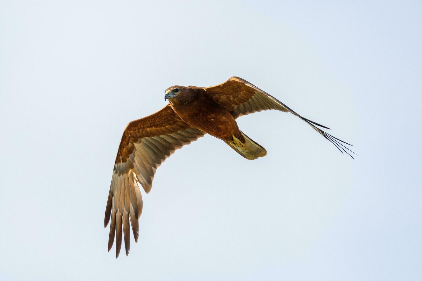 Australasian Harrier in New Zealand photo