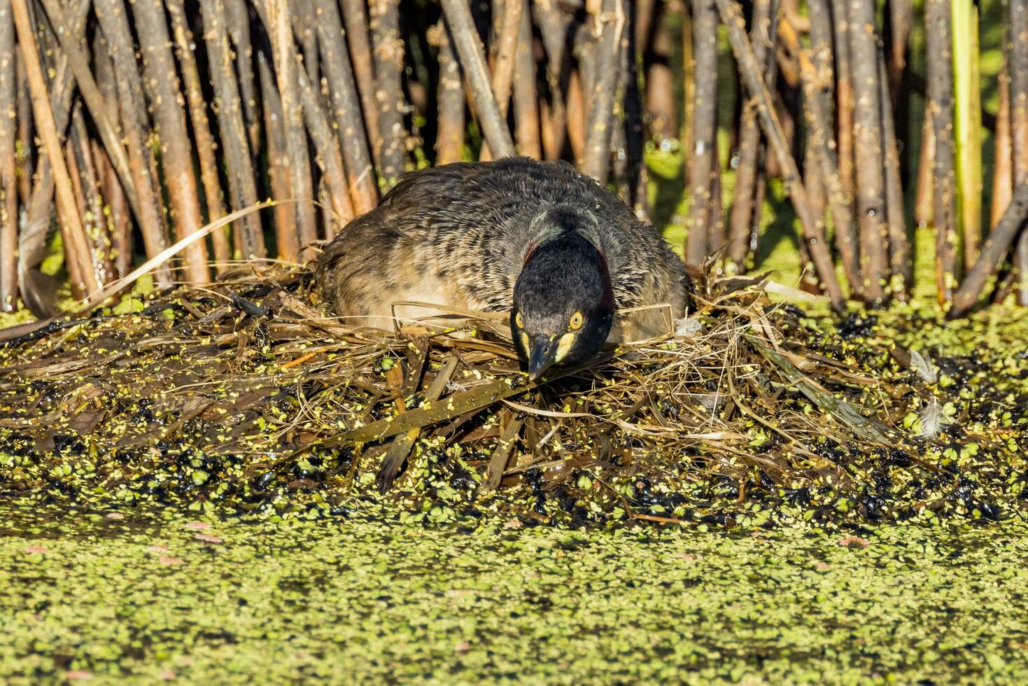 Australian Grebe in Australasia photo