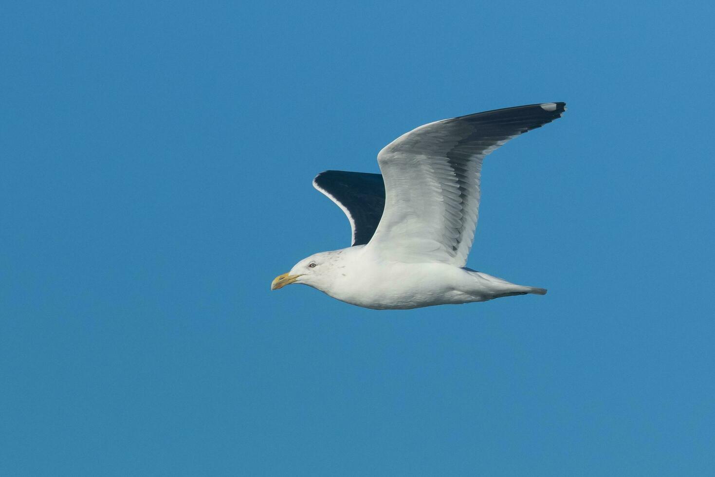 lomo negro gaviota en nuevo Zelanda foto