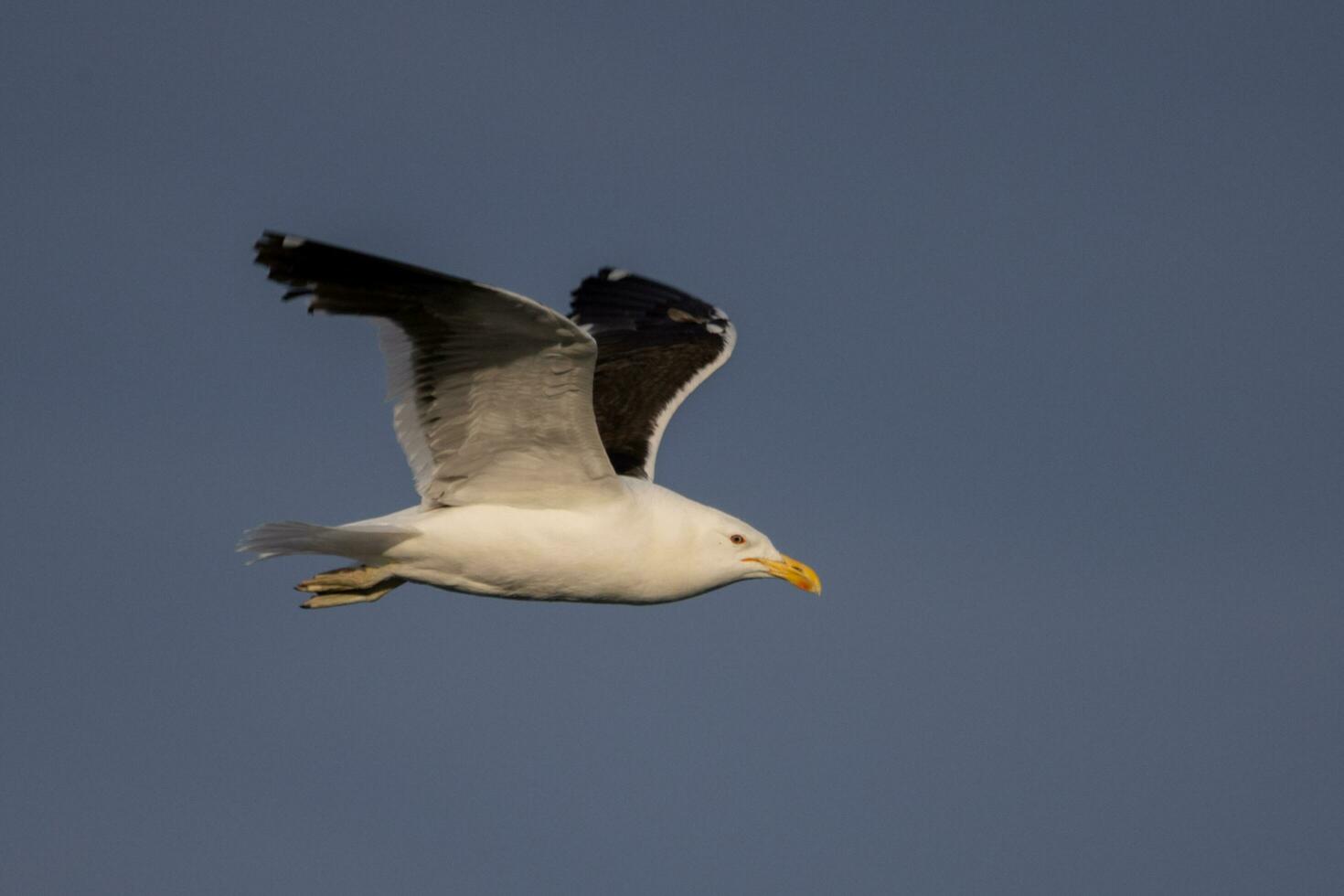 Black-backed Gull in New Zealand photo