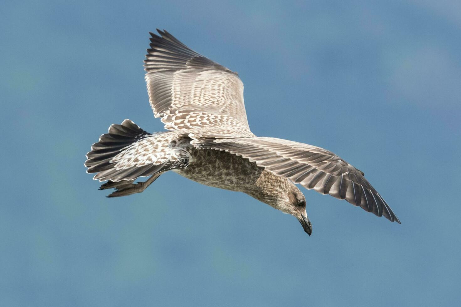 Black-backed Gull in New Zealand photo