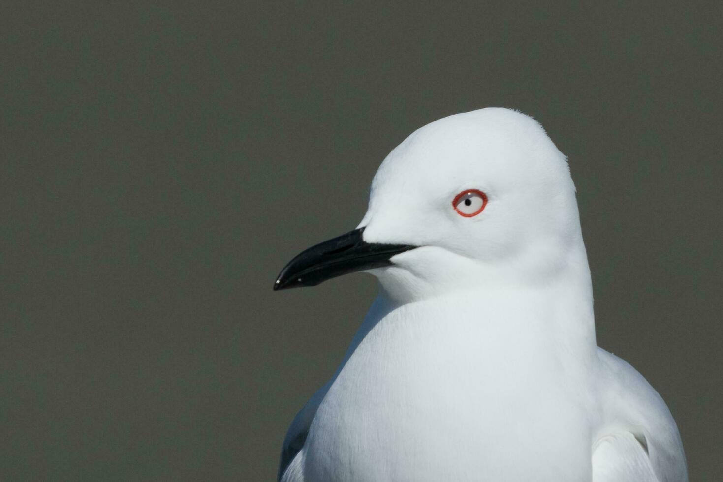 Black-billed Gull Endemic to New Zealand photo