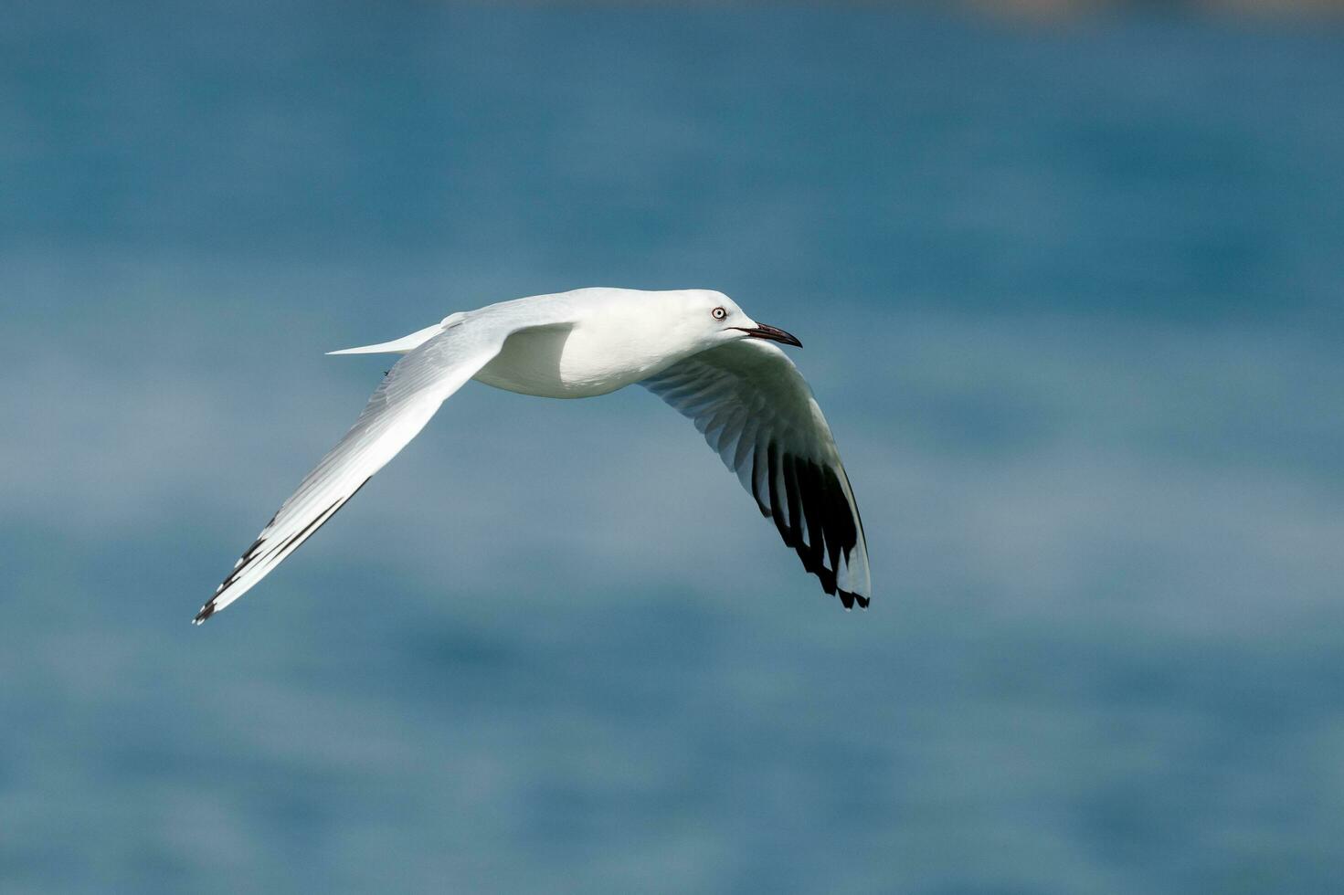 Black-billed Gull Endemic to New Zealand photo