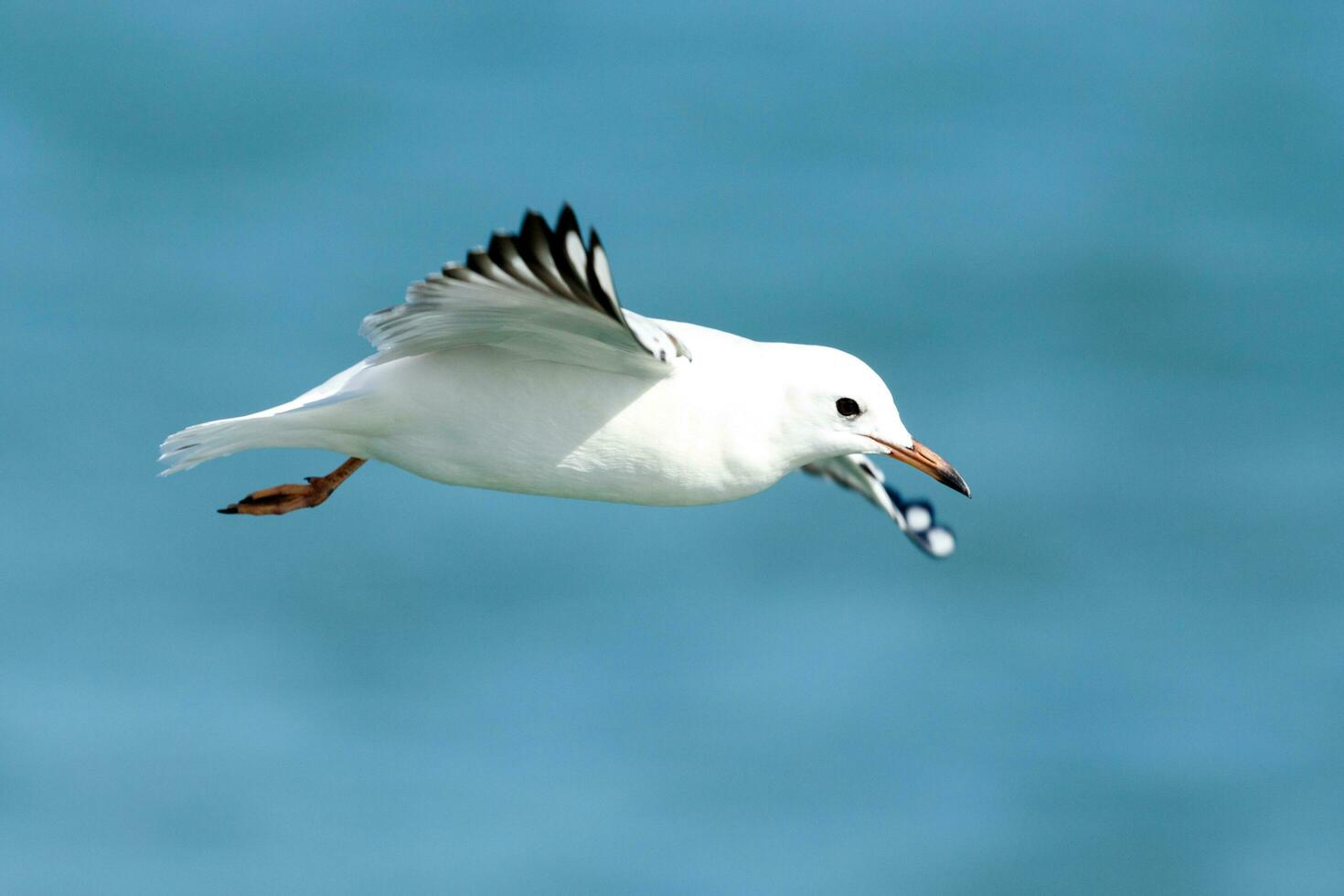 Black-billed Gull Endemic to New Zealand photo