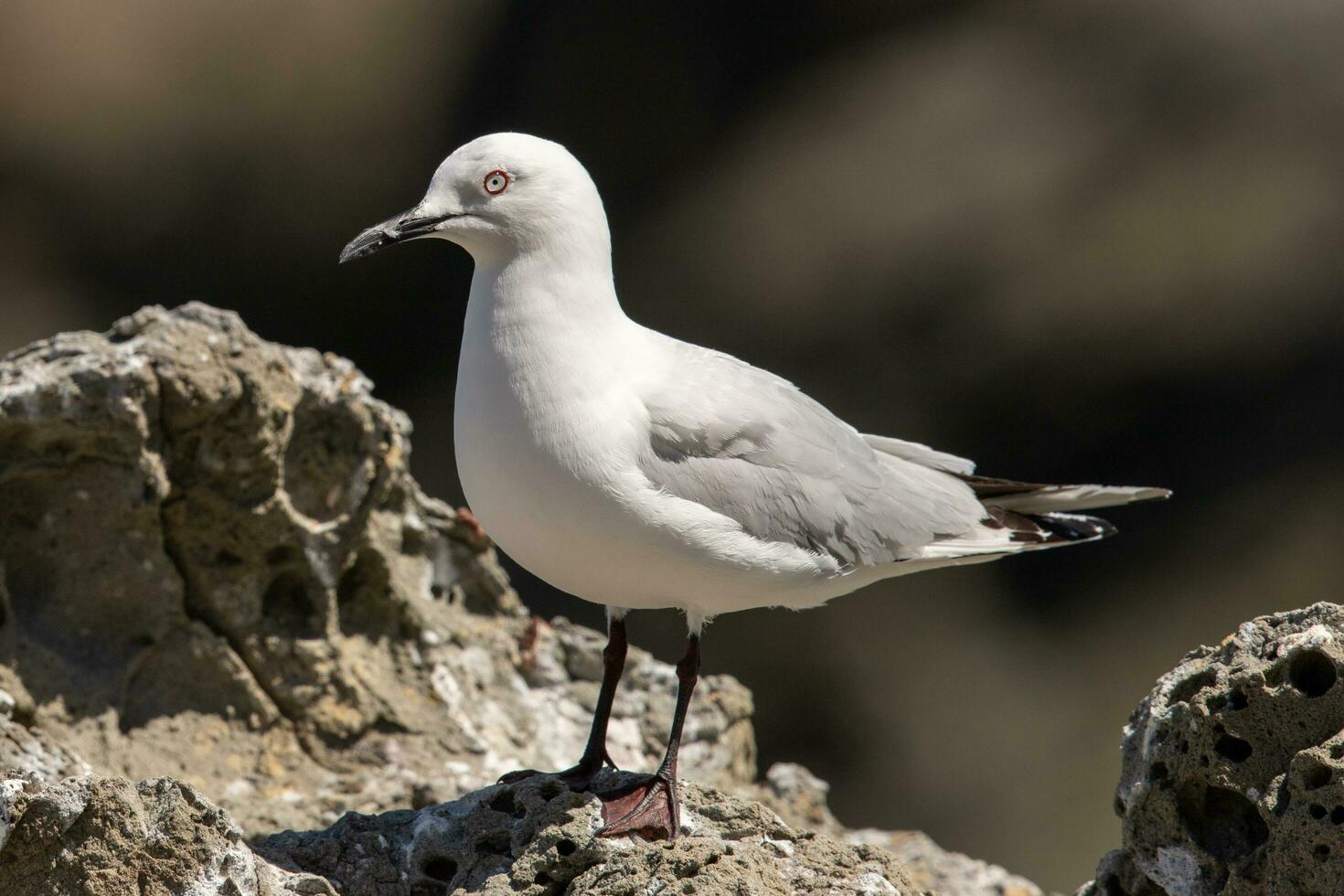 Black-billed Gull Endemic to New Zealand photo