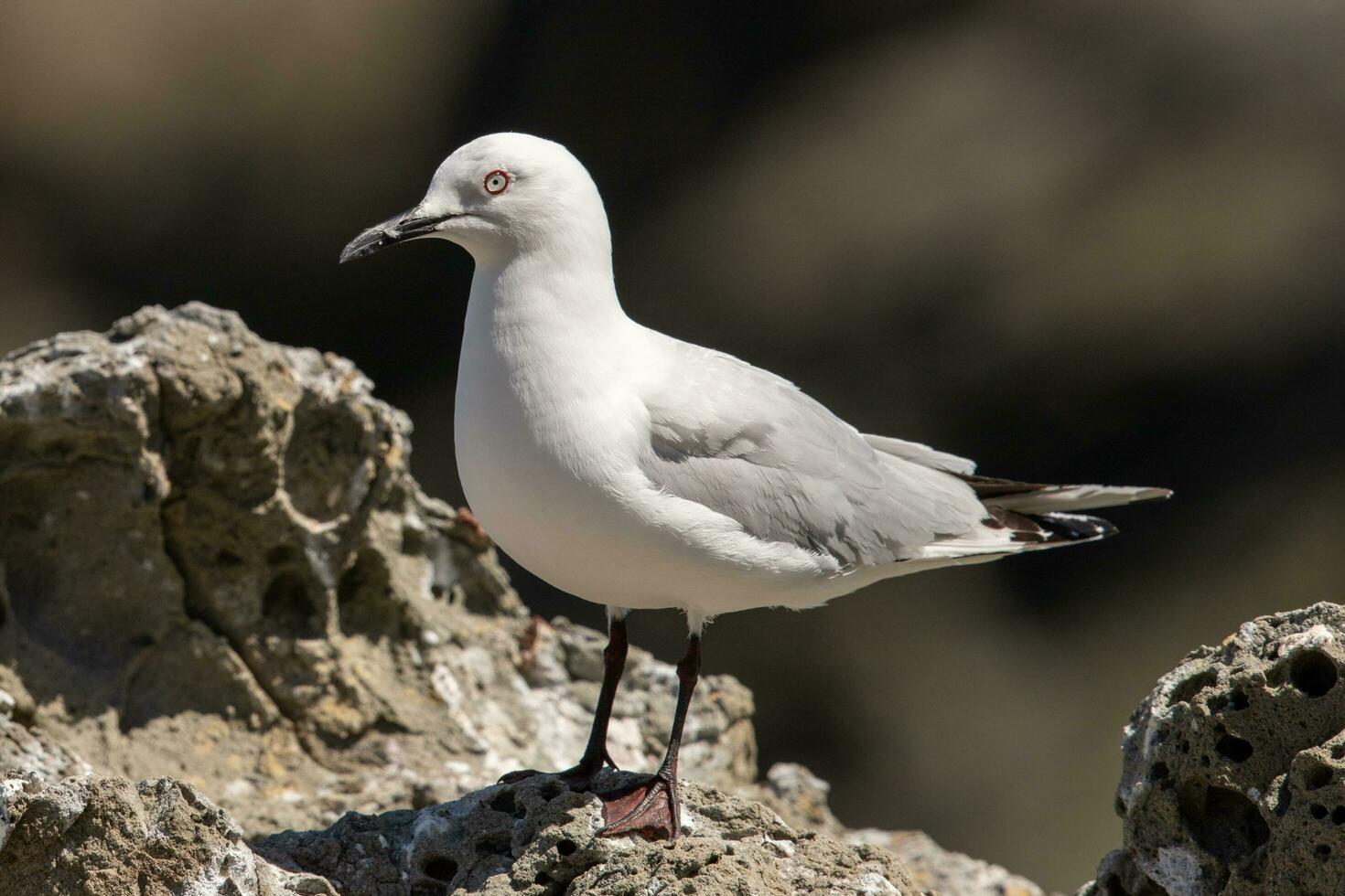 pico negro gaviota endémico a nuevo Zelanda foto