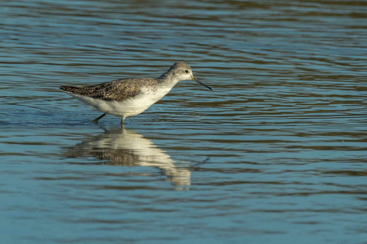 Common Greenshank in Australasia photo