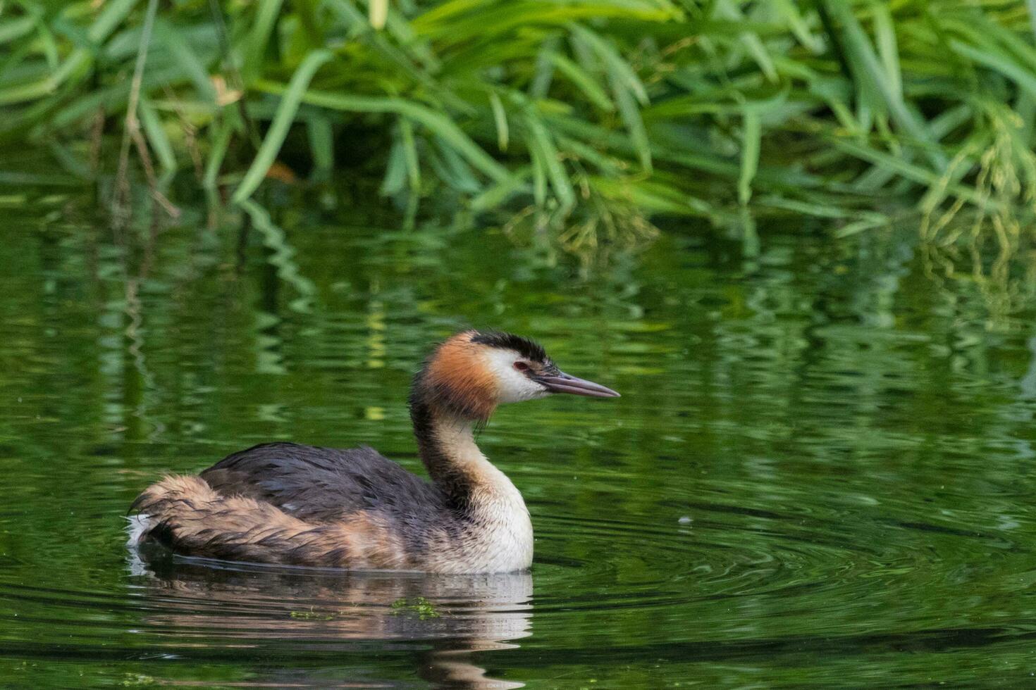 Great Crested Grebe in England photo