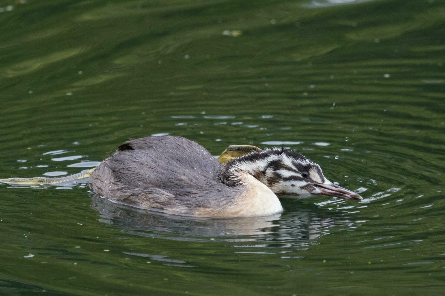 Great Crested Grebe in England photo
