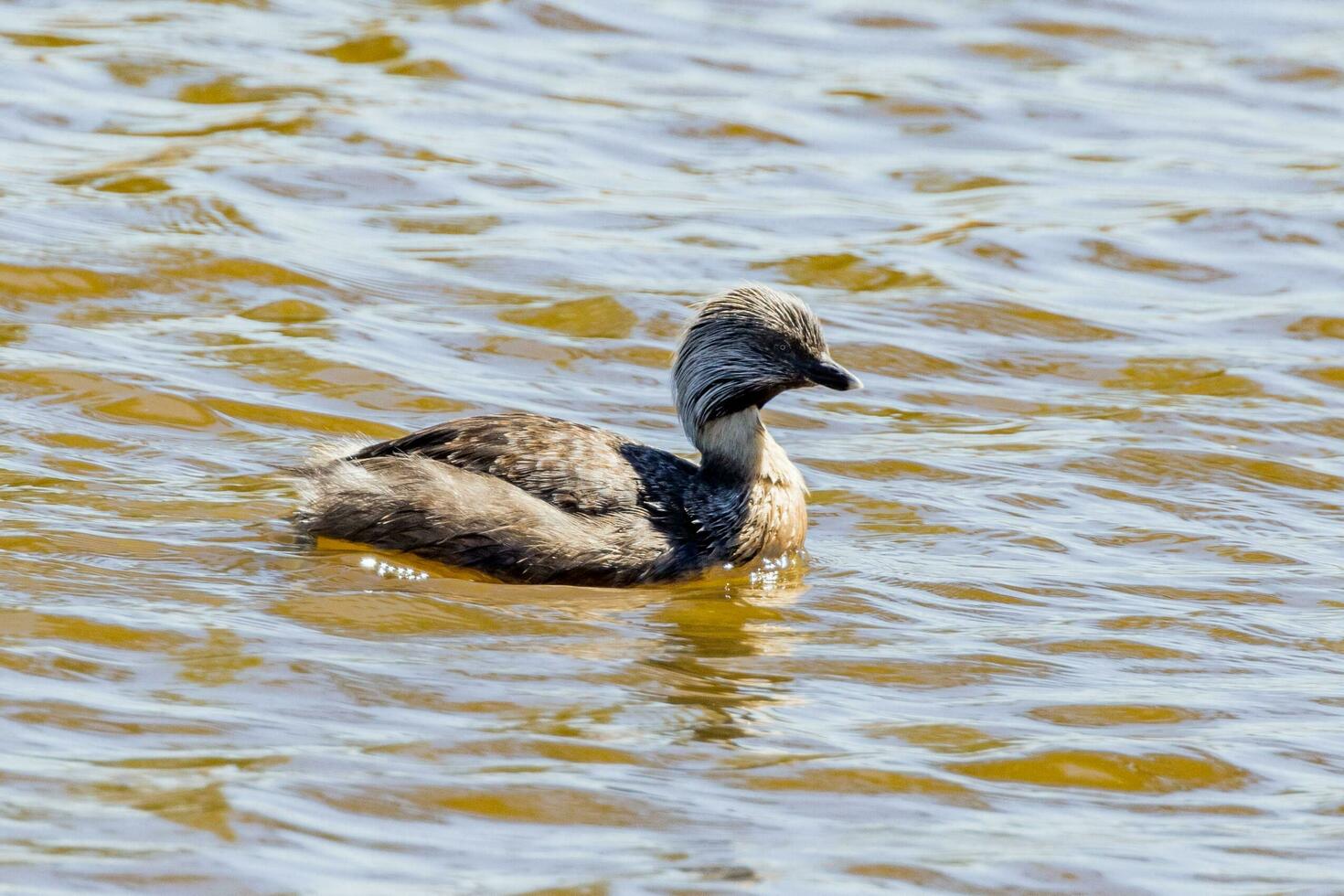 Hoary Headed Grebe photo