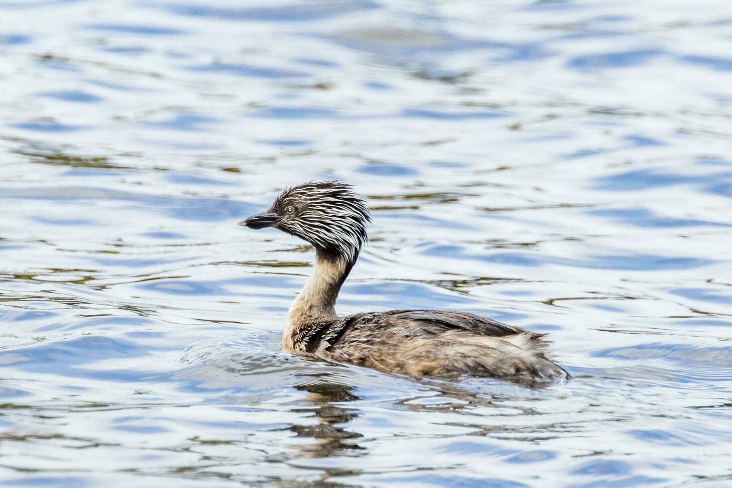 Hoary Headed Grebe photo