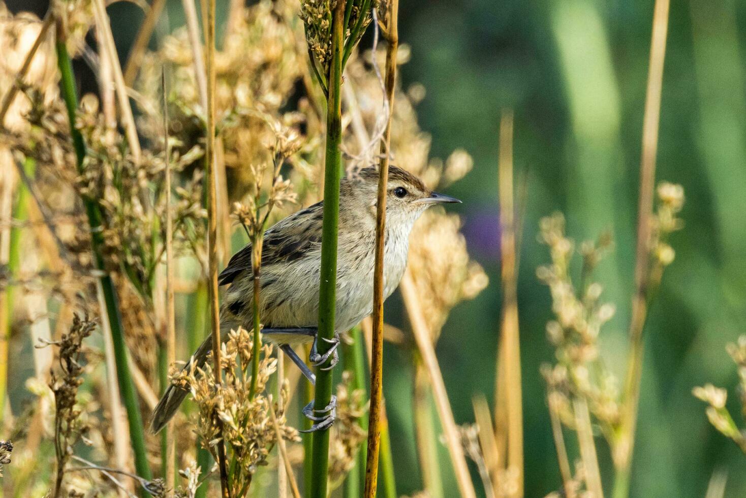Little Grassbird in Australia photo