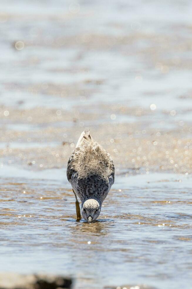 Nordmann's Greenshank in Australia photo