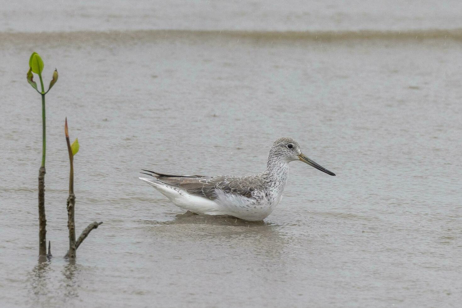 Nordmann's Greenshank in Australia photo