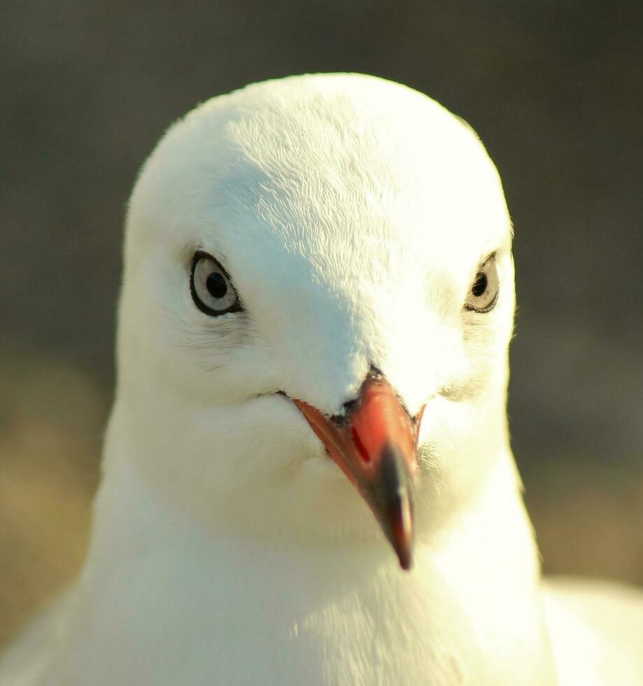 Red-billed Gull in New Zealand photo