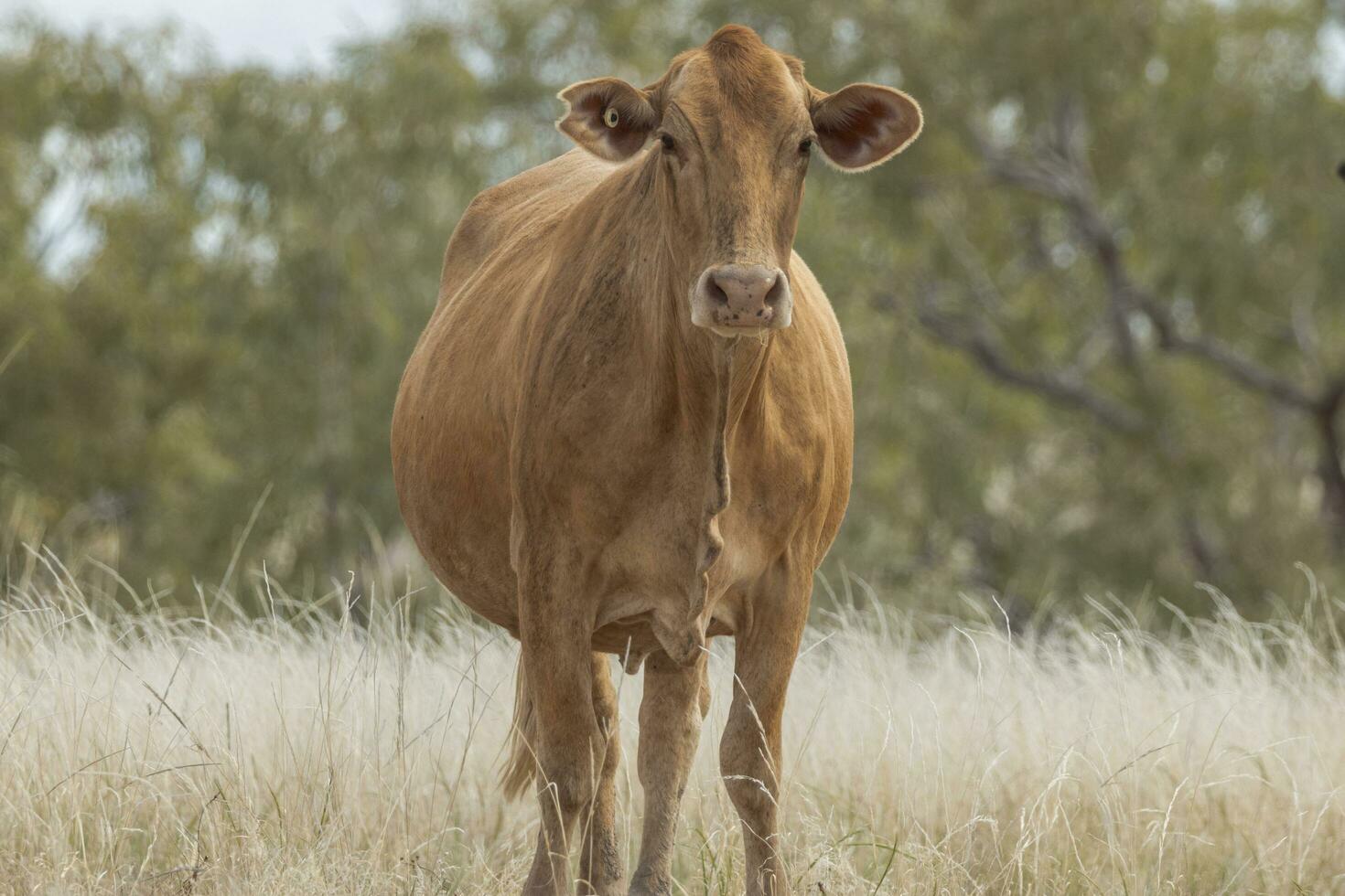 Brangus Cow in Australia photo