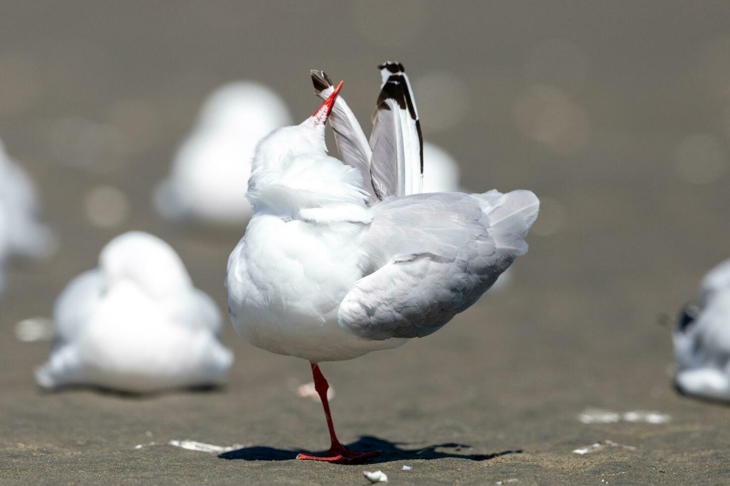 Red-billed Gull in New Zealand photo