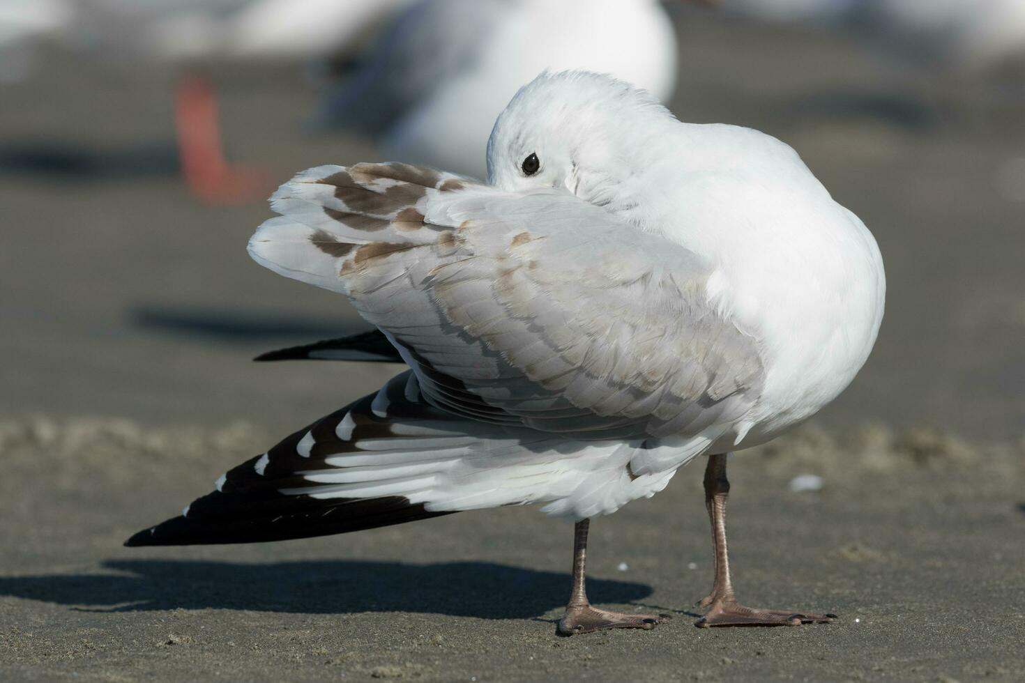 Red-billed Gull in New Zealand photo