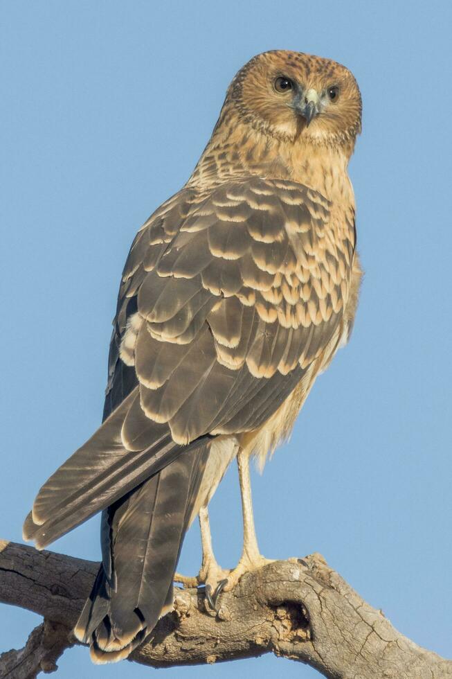 Spotted Harrier in Australia photo