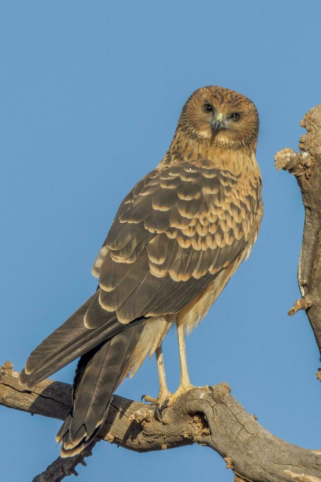 Spotted Harrier in Australia photo