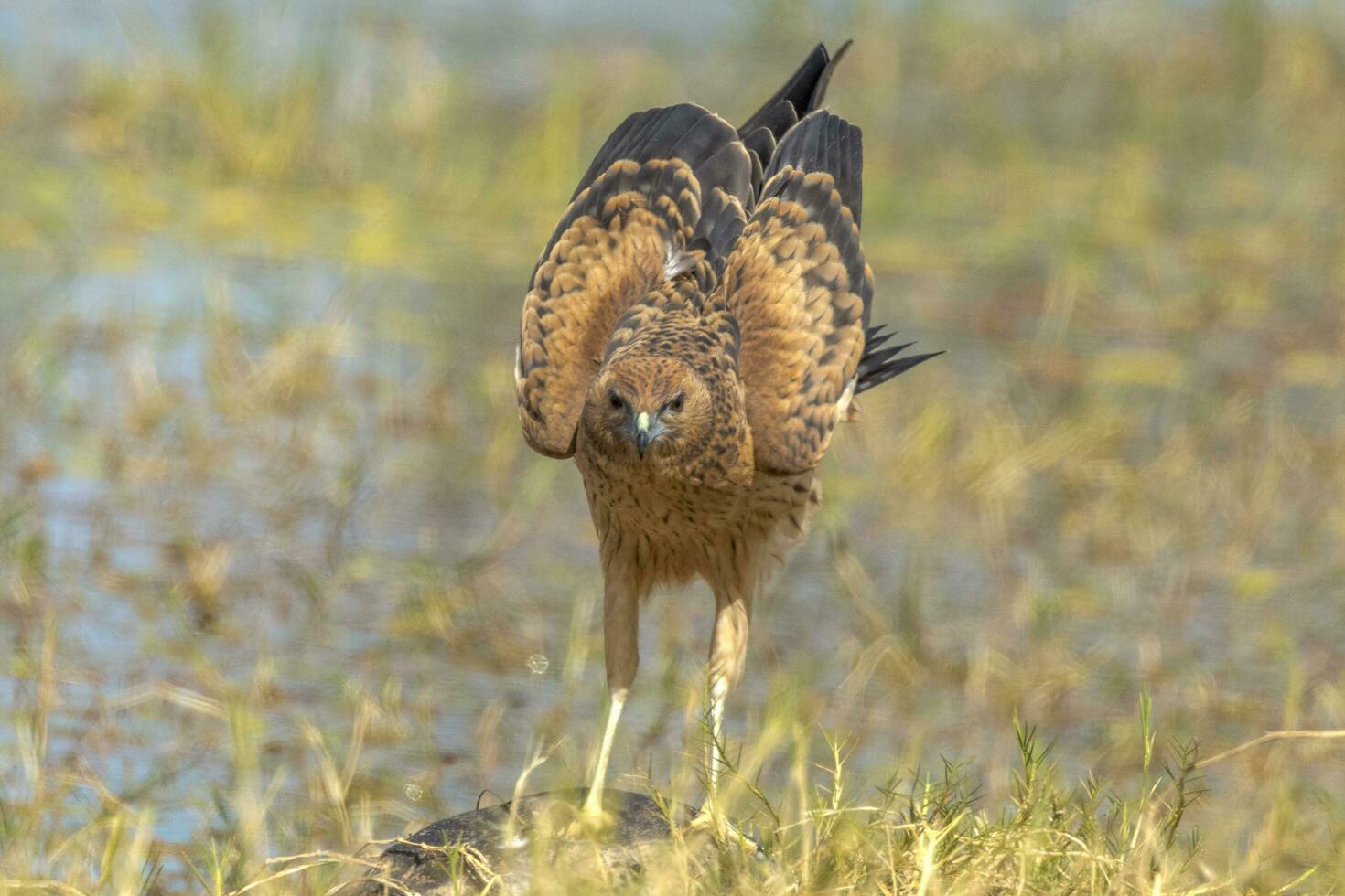 Spotted Harrier in Australia photo