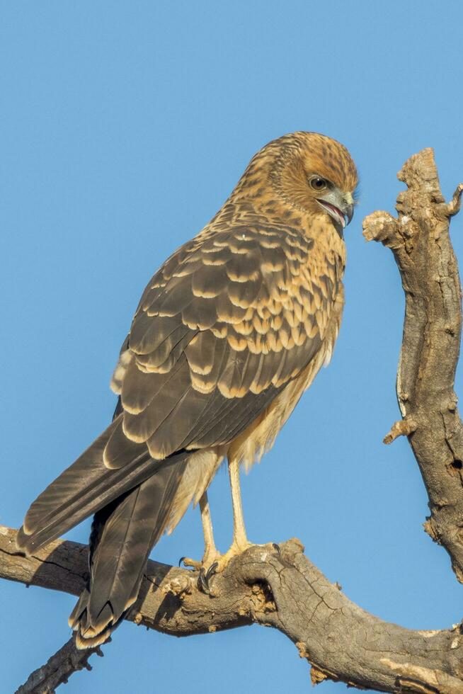 Spotted Harrier in Australia photo