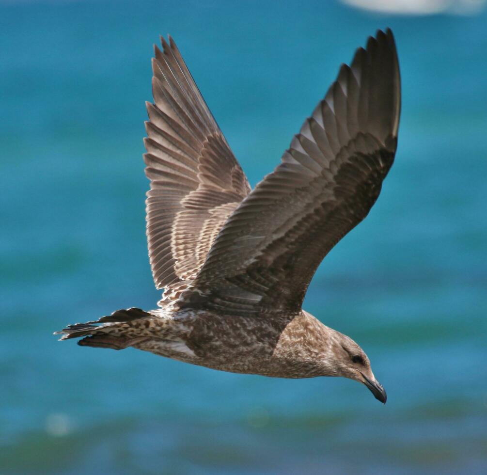 Southern Black Backed Gull photo