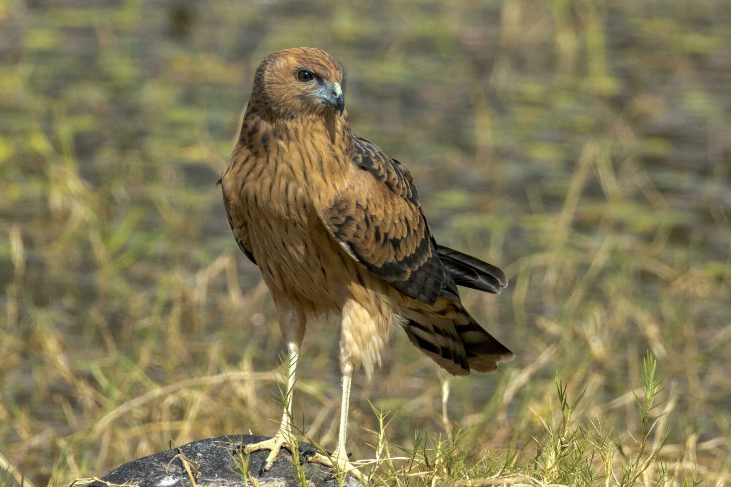 Spotted Harrier in Australia photo