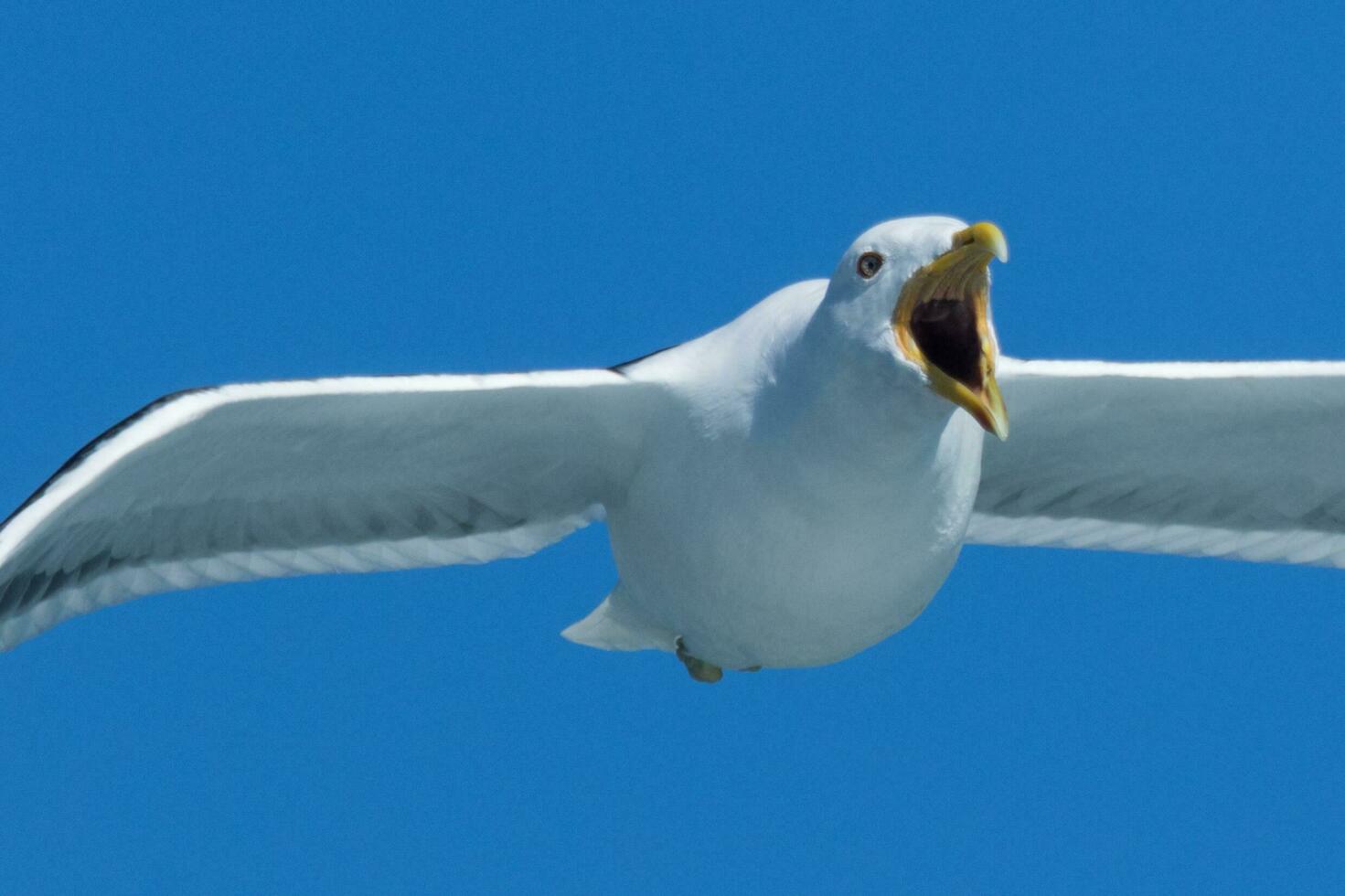 Southern Black Backed Gull photo