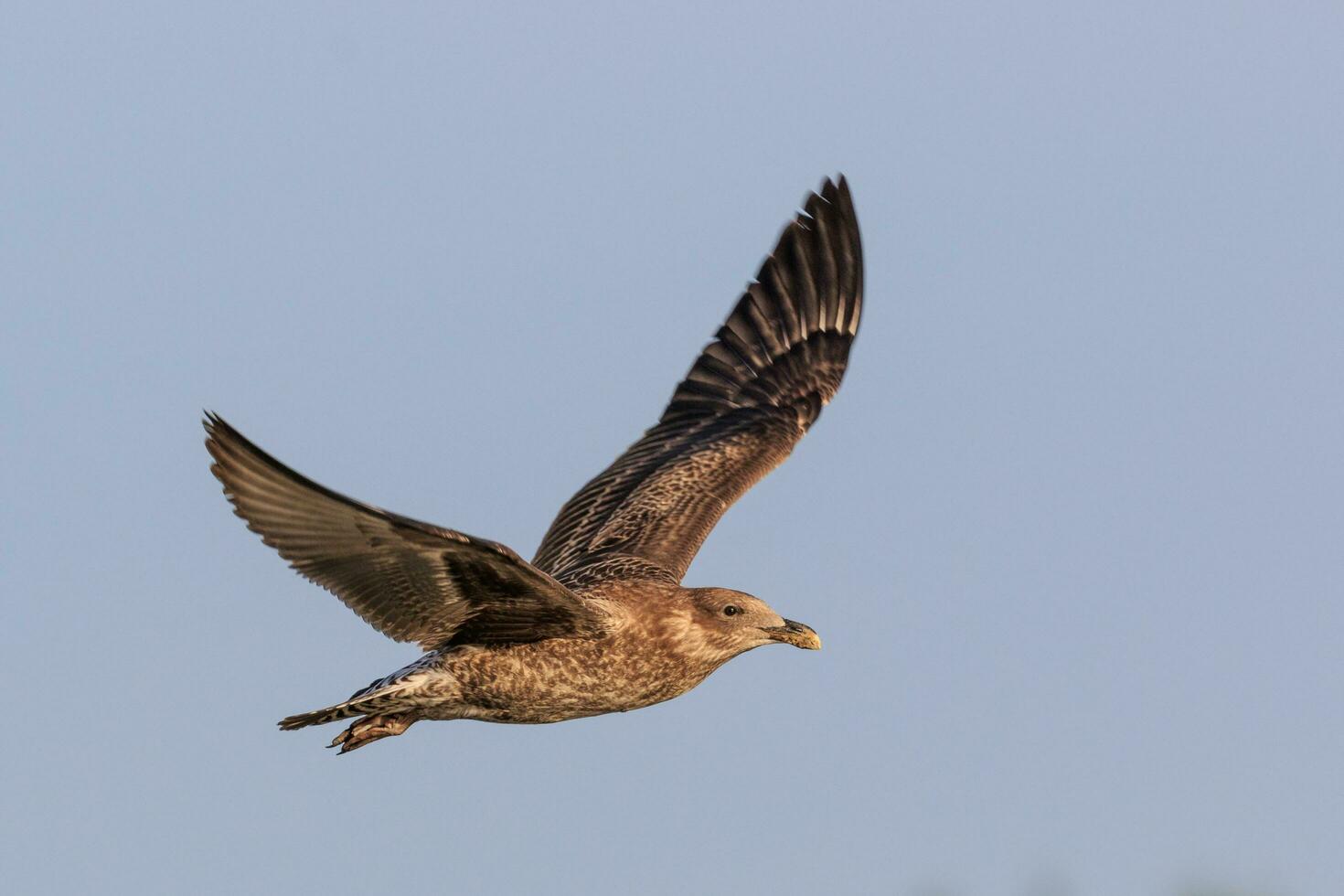 del Sur negro Respaldados gaviota foto