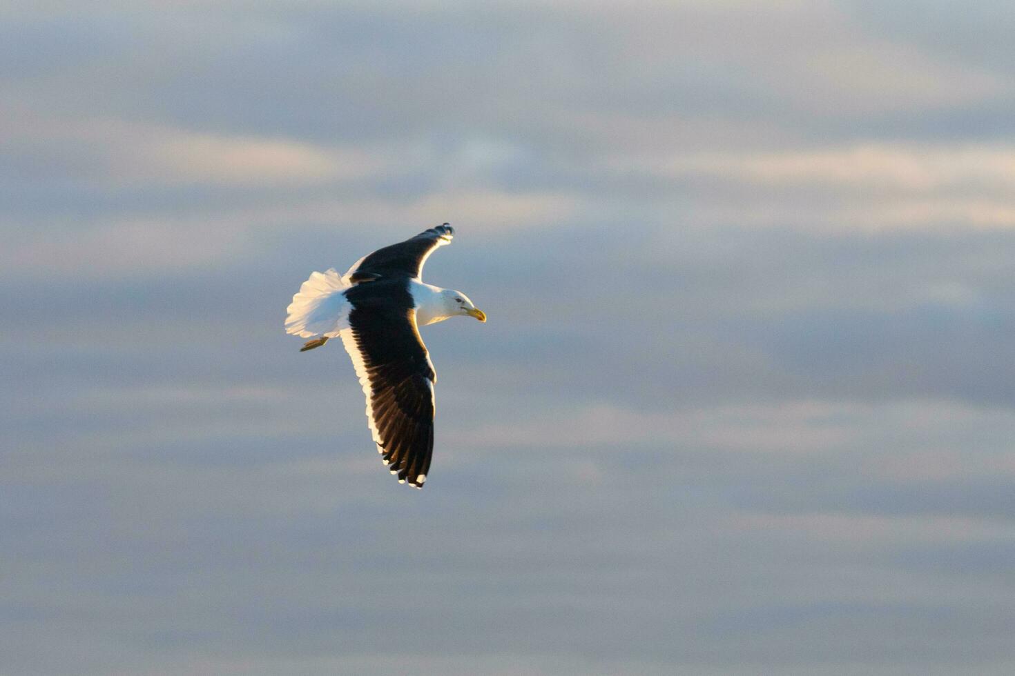 Southern Black Backed Gull photo