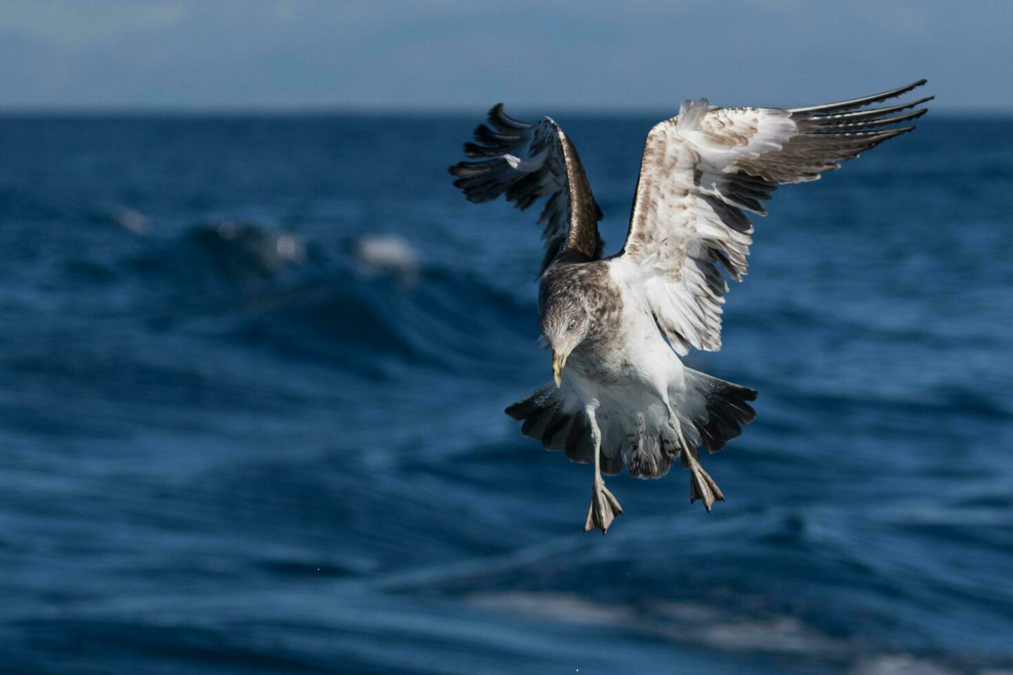 Southern Black Backed Gull photo